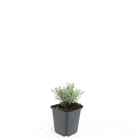 Lavandula int. 'Edelweiss' geen maat specificatie 0,55L/P9cm - afbeelding 5