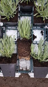 Lavandula int. 'Edelweiss' geen maat specificatie 0,55L/P9cm - afbeelding 1