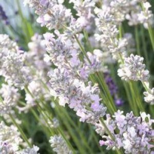 Lavandula int. 'Edelweiss' geen maat specificatie 0,55L/P9cm - afbeelding 4