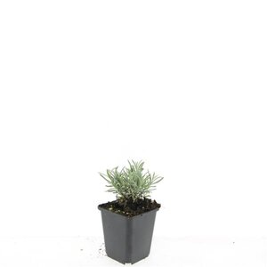 Lavandula int. 'Edelweiss' geen maat specificatie 0,55L/P9cm - afbeelding 7