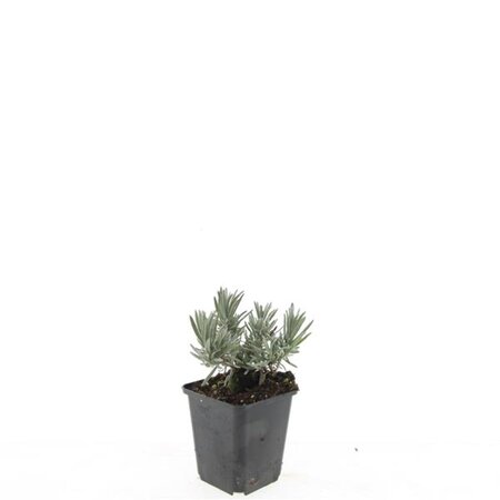 Lavandula int. 'Edelweiss' geen maat specificatie 0,55L/P9cm - afbeelding 8