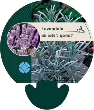 Lavandula int. 'Grappenhall' geen maat specificatie 0,55L/P9cm