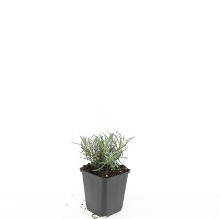 Lavandula int. 'Grosso' geen maat specificatie 0,55L/P9cm - afbeelding 4