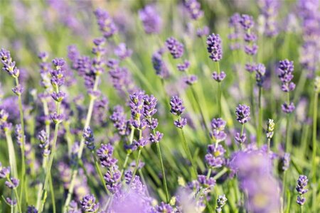 Lavandula int. 'Grosso' geen maat specificatie 0,55L/P9cm - afbeelding 1