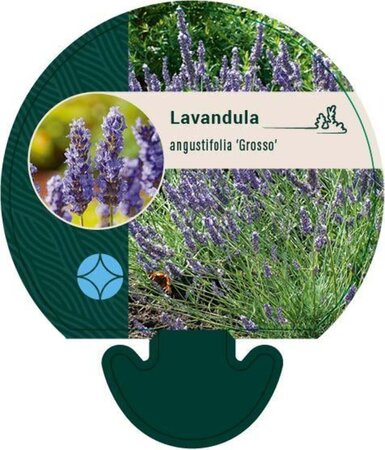 Lavandula int. 'Grosso' geen maat specificatie 0,55L/P9cm - afbeelding 3