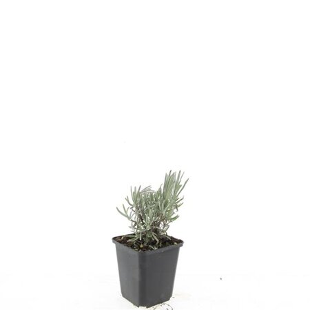 Lavandula int. 'Grosso' geen maat specificatie 0,55L/P9cm - afbeelding 5