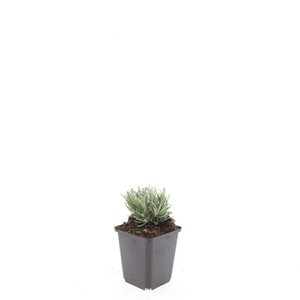 Lavandula int. 'Grosso' geen maat specificatie 0,55L/P9cm - afbeelding 6