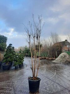 Lagerstroemia indica 250-300 cm container meerstammig - afbeelding 3