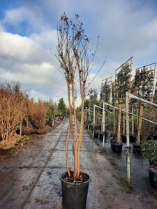 Lagerstroemia indica 250-300 cm container meerstammig - afbeelding 4