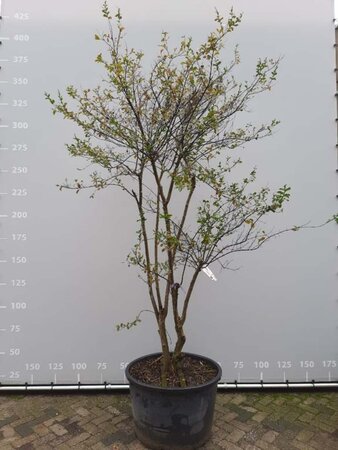 Lagerstroemia indica 250-300 cm container meerstammig - afbeelding 2