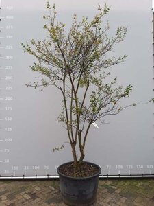 Lagerstroemia indica 250-300 cm container meerstammig