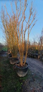 Lagerstroemia indica 350-400 cm container meerstammig - afbeelding 2