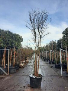 Lagerstroemia indica 350-400 cm container meerstammig - afbeelding 7