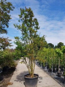 Lagerstroemia indica 350-400 cm container meerstammig - afbeelding 1