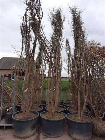 Lagerstroemia indica 350-400 cm container meerstammig - afbeelding 3