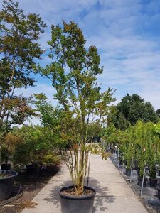 Lagerstroemia indica 350-400 cm container meerstammig - afbeelding 6