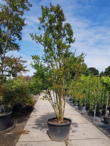 Lagerstroemia indica 350-400 cm container meerstammig - afbeelding 7