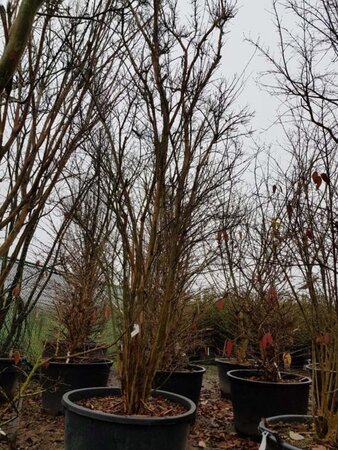 Lagerstroemia indica 350-400 cm container multi-stem - image 3