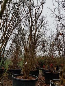 Lagerstroemia indica 350-400 cm container multi-stem - image 3