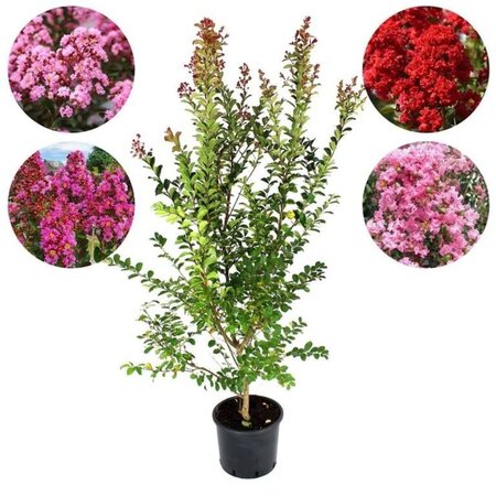 Lagerstroemia i. Purple Star 100-125 cm cont. 15L