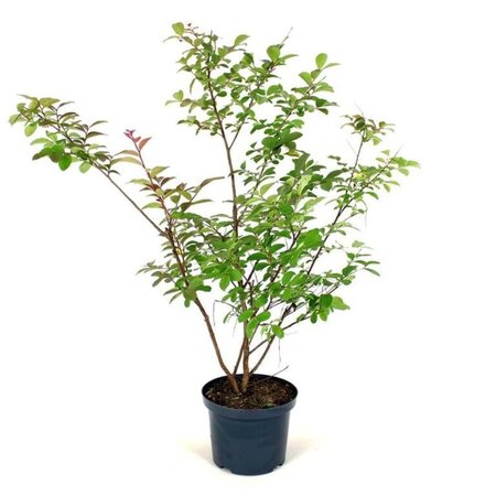 Lagerstroemia i. Purple Star 40-60 cm cont. 5,0L