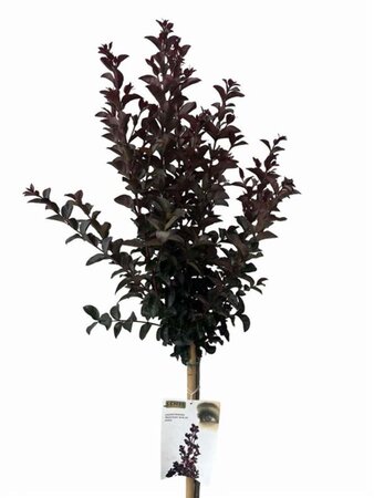 Lagerstroemia i. Rhapsody in Blue 80 cm stam cont. 7,5L - afbeelding 1