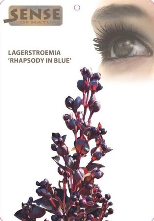 Lagerstroemia i. Rhapsody in Blue 80 cm stam cont. 7,5L - afbeelding 2