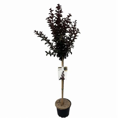 Lagerstroemia i. Rhapsody in Blue 80 cm stam cont. 7,5L - afbeelding 3