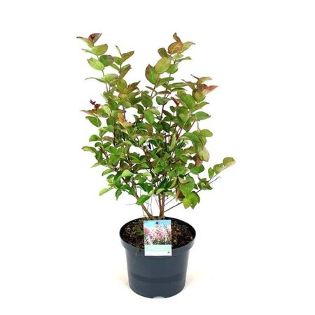 Lagerstroemia i. 'Rosea Nova' 60-80 cm cont. 5,0L