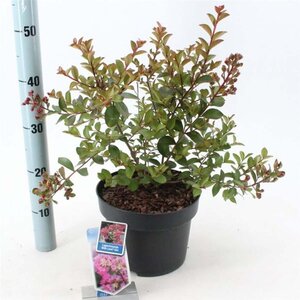 Lagerstroemia i. With Love Girl 40-60 cm cont. 5,0L - afbeelding 1