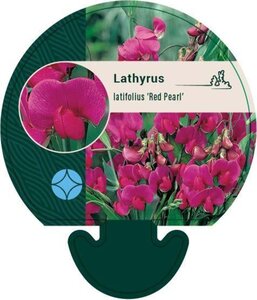 Lathyrus latifolius 'Red Pearl' geen maat specificatie 0,55L/P9cm