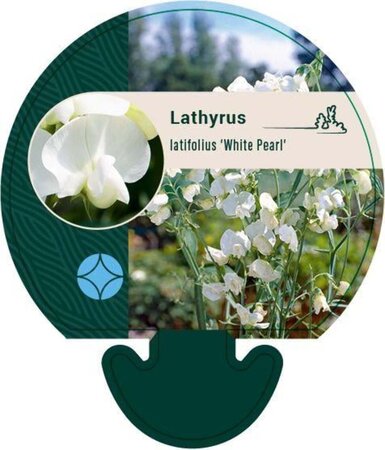 Lathyrus latifolius 'White Pearl' geen maat specificatie 0,55L/P9cm