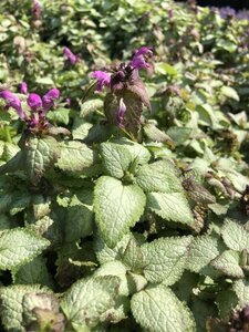 Lamium mac. 'Beacon Silver' geen maat specificatie 0,55L/P9cm - afbeelding 1