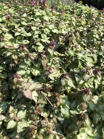 Lamium mac. 'Beacon Silver' geen maat specificatie 0,55L/P9cm - afbeelding 10