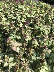 Lamium mac. 'Beacon Silver' geen maat specificatie 0,55L/P9cm - afbeelding 10