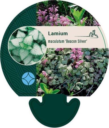 Lamium mac. 'Beacon Silver' geen maat specificatie 0,55L/P9cm - afbeelding 11