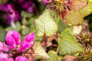 Lamium mac. 'Beacon Silver' geen maat specificatie 0,55L/P9cm - afbeelding 9