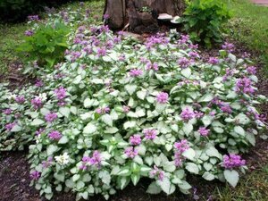 Lamium mac. 'Beacon Silver' geen maat specificatie 0,55L/P9cm - afbeelding 2