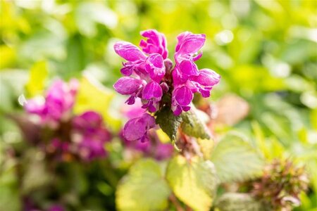 Lamium mac. 'Beacon Silver' geen maat specificatie 0,55L/P9cm - afbeelding 8