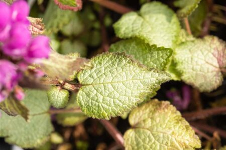 Lamium mac. 'Beacon Silver' geen maat specificatie 0,55L/P9cm - afbeelding 7