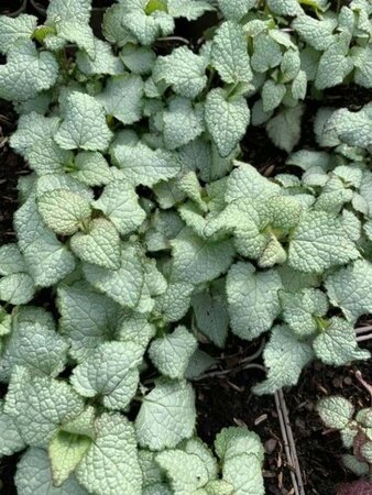 Lamium mac. 'Beacon Silver' geen maat specificatie 0,55L/P9cm - afbeelding 3