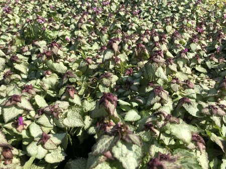 Lamium mac. 'Beacon Silver' geen maat specificatie 0,55L/P9cm - afbeelding 6