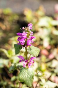 Lamium mac. 'Beacon Silver' geen maat specificatie 0,55L/P9cm - afbeelding 5