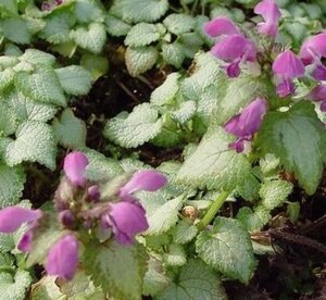 Lamium mac. 'Beacon Silver' geen maat specificatie 0,55L/P9cm - afbeelding 4