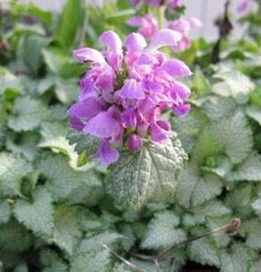 Lamium mac. 'Pink Pewter' geen maat specificatie 0,55L/P9cm - afbeelding 2