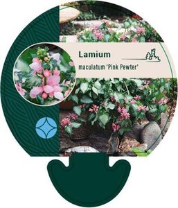 Lamium mac. 'Pink Pewter' geen maat specificatie 0,55L/P9cm - afbeelding 1