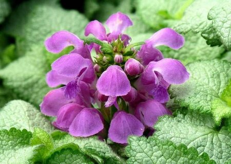 Lamium mac. 'Red Nancy' geen maat specificatie 0,55L/P9cm - afbeelding 2