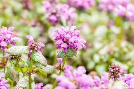 Lamium mac. 'Red Nancy' geen maat specificatie 0,55L/P9cm - afbeelding 1