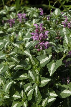 Lamium mac. 'Roseum' geen maat specificatie 0,55L/P9cm - afbeelding 1