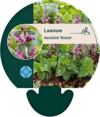 Lamium mac. 'Roseum' geen maat specificatie 0,55L/P9cm - afbeelding 3